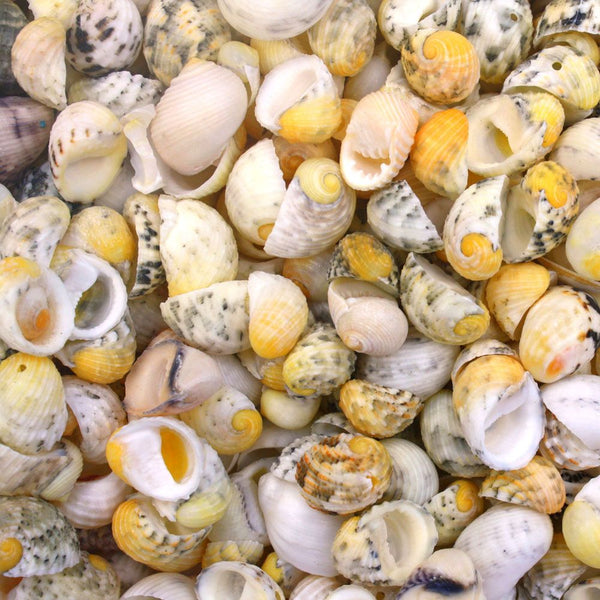 Bright Citrus Mix Nerita Sea Snail Shells - 1 Kg